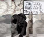 Small #3 Labrador Retriever
