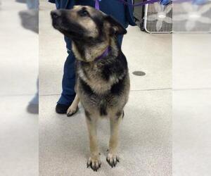 German Shepherd Dog Dogs for adoption in Riverside, CA, USA