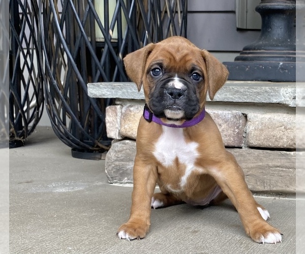 View Ad Boxer Litter of Puppies for Sale near CANTON, USA