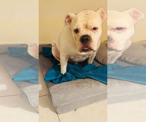 American Bulldog Dogs for adoption in Davie, FL, USA