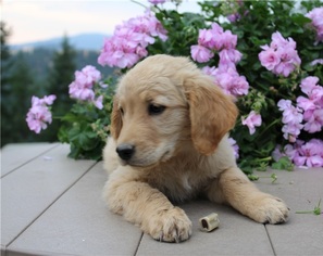 Golden Retriever Puppy for sale in RED LODGE, MT, USA