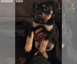Small Photo #1 Rottweiler Puppy For Sale in BERKELEY, CA, USA