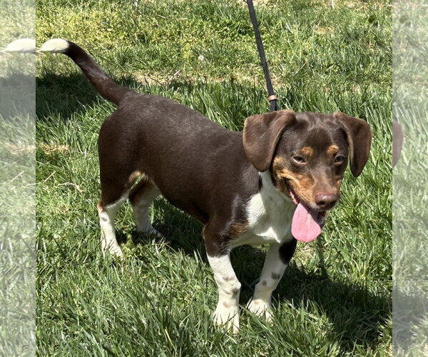 Medium Photo #3 Chiweenie Puppy For Sale in Batavia, OH, USA