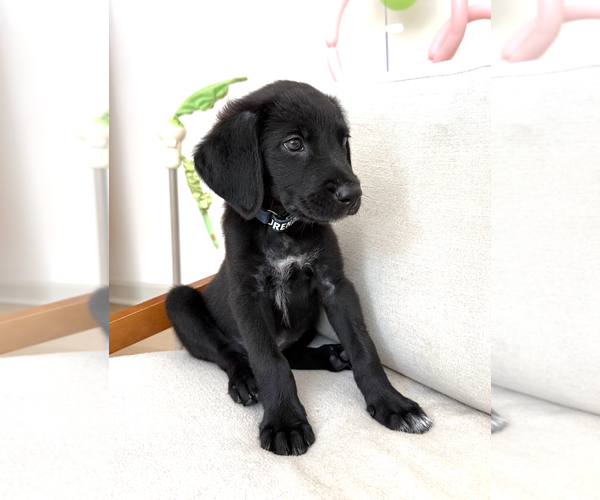 Medium Photo #2 Labrador Retriever-Unknown Mix Puppy For Sale in Rockville, MD, USA