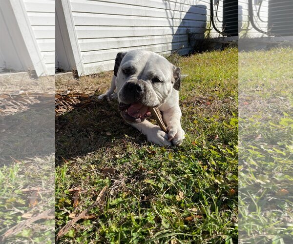 Medium Photo #5 American Bulldog-Unknown Mix Puppy For Sale in Mount Pleasant, SC, USA