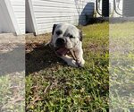 Small #4 American Bulldog Mix