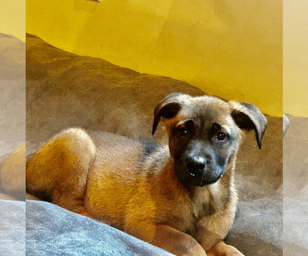 Medium Photo #9 Black Mouth Cur-Labrador Retriever Mix Puppy For Sale in Hillsboro, MO, USA