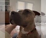 Small #7 Bullboxer Pit