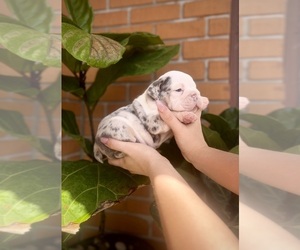 English Bulldog Puppy for Sale in PORT RICHEY, Florida USA