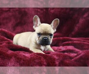 French Bulldog Puppy for sale in LOS ANGELES, CA, USA