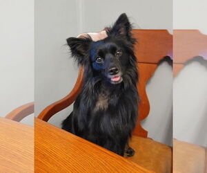 Pogo - Male Pomsky Dog for Adoption - Photo #7