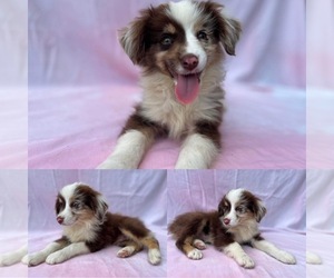 Miniature Australian Shepherd Puppy for sale in BROOKER, FL, USA