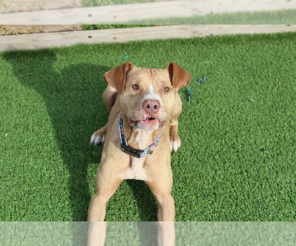 Medium Photo #6 Mutt Puppy For Sale in Chestertown, MD, USA