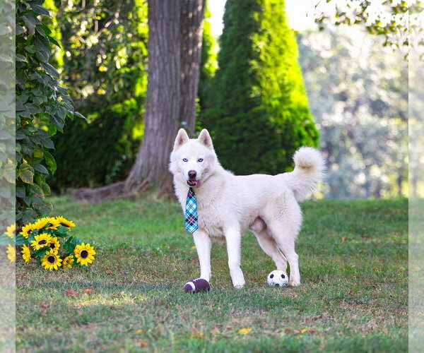 Medium Photo #8 Siberian Husky-Unknown Mix Puppy For Sale in Unionville, PA, USA