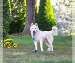 Small #7 Siberian Husky Mix