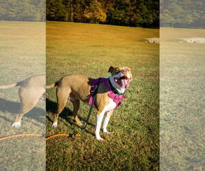 Emma - Female American Staffordshire Terrier-Unknown Mix Dog for Adoption - Photo #6