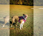 Small #5 American Staffordshire Terrier Mix