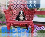 Puppy Blue boy Bernese Mountain Dog