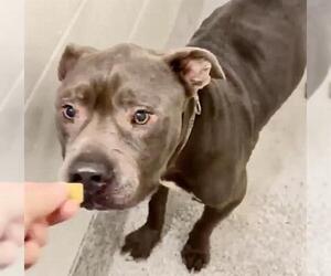 TRIGGER - Male American Pit Bull Terrier Dog for Adoption - Photo #2