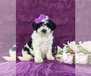 Poodle (Toy) Puppy for sale in KINZERS, PA, USA