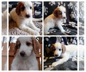 Miniature Bernedoodle Puppy for sale in EAST CANTON, OH, USA