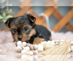Small #1 Yorkshire Terrier