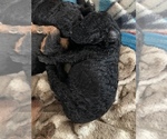 Small Photo #3 Airedoodle Puppy For Sale in CHARLESTON, WV, USA