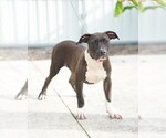 Small Photo #2 American Bully Puppy For Sale in MIAMI GARDENS, FL, USA