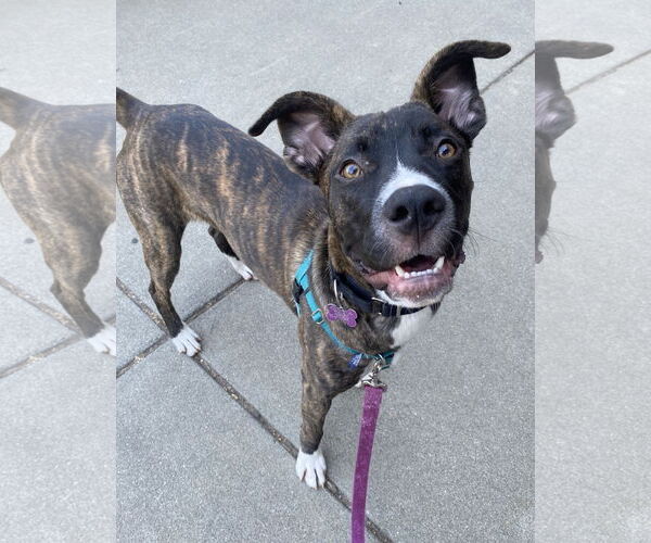 Medium Photo #2 Boxer-Unknown Mix Puppy For Sale in Davis, CA, USA