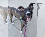 Small #1 Boxer Mix