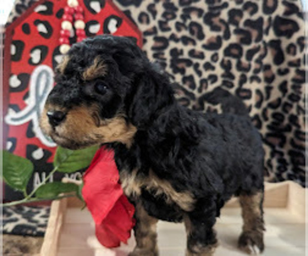 Full screen Photo #4 Bernedoodle (Miniature) Puppy For Sale in SPARTA, MO, USA