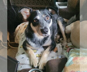 Mutt Dogs for adoption in FAIRLAWN, OH, USA