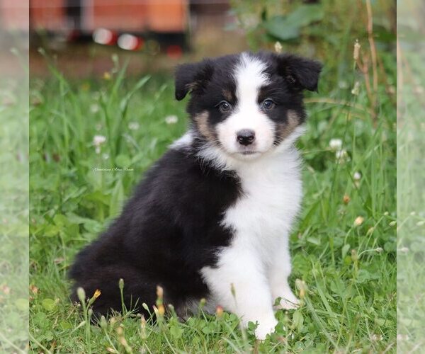 Medium Photo #1 Australian Shepherd Puppy For Sale in CHEHALIS, WA, USA
