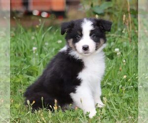 Australian Shepherd Puppy for sale in CHEHALIS, WA, USA