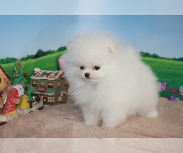 Medium Photo #14 Pomeranian Puppy For Sale in SAN FRANCISCO, CA, USA