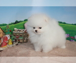 Small Photo #14 Pomeranian Puppy For Sale in SAN FRANCISCO, CA, USA