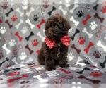 Benson - Male ShihPoo Puppy for Sale - Photo #8