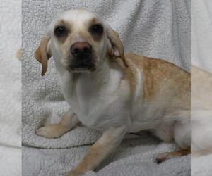 Mutt Dogs for adoption in Thief River Falls, MN, USA