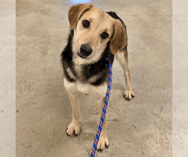 Medium Photo #2 Beagle-Unknown Mix Puppy For Sale in Batavia, OH, USA