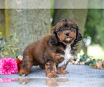 Puppy Pablo Shih-Poo