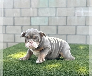 English Bulldog Puppy for sale in WASHINGTON, DC, USA