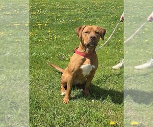 American Pit Bull Terrier-Unknown Mix Dogs for adoption in Oskaloosa, IA, USA