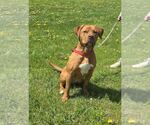 Small American Pit Bull Terrier Mix