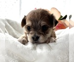 Small #5 Morkie