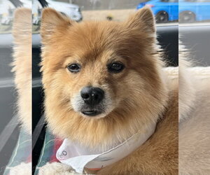 Buster - Female Pomeranian Dog for Adoption - Photo #6