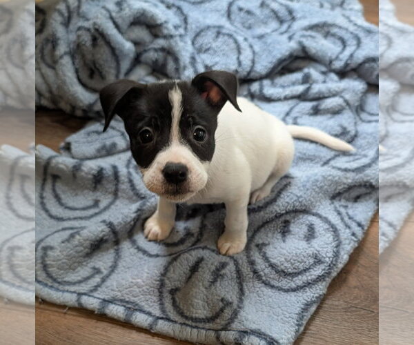 Medium Photo #3 Boxer-Unknown Mix Puppy For Sale in The Woodlands, TX, USA
