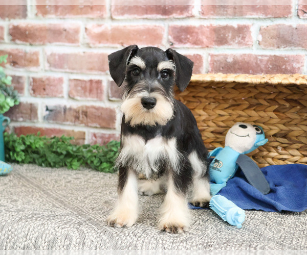 Medium Photo #11 Schnauzer (Miniature) Puppy For Sale in SYRACUSE, IN, USA