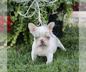 French Bulldog Puppy for sale in RONKS, PA, USA