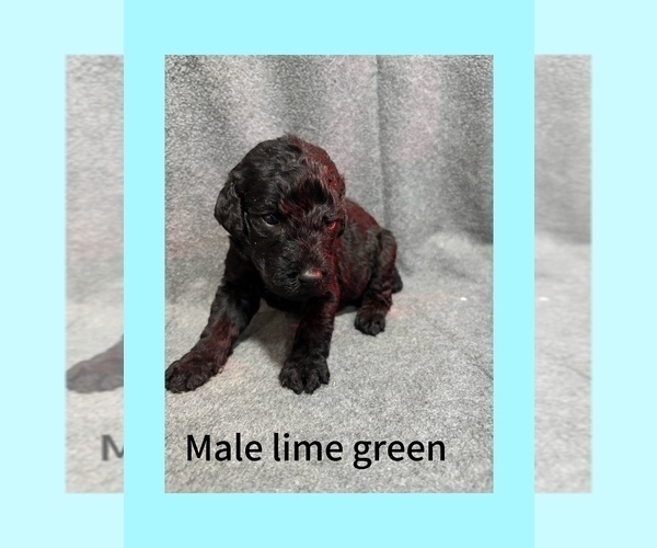 Medium Photo #7 Labradoodle Puppy For Sale in WILLISTON, SC, USA