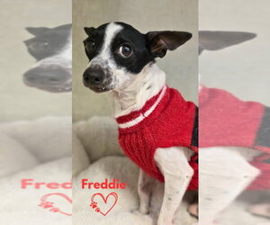 Chihuahua Dogs for adoption in Monte Vista, CO, USA